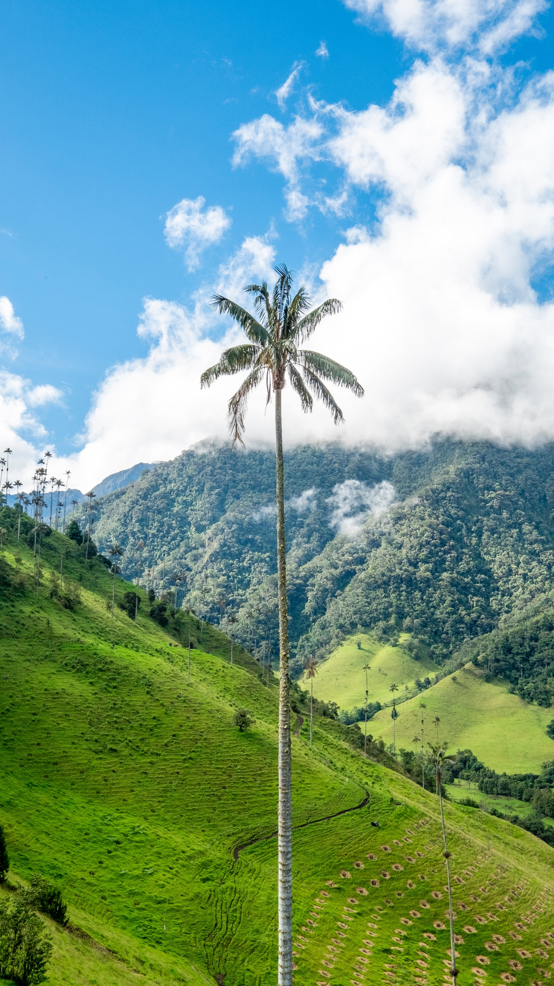 Avec Colriders, venez voir le Palme á cire Colombien qui est le plus haut du monde 