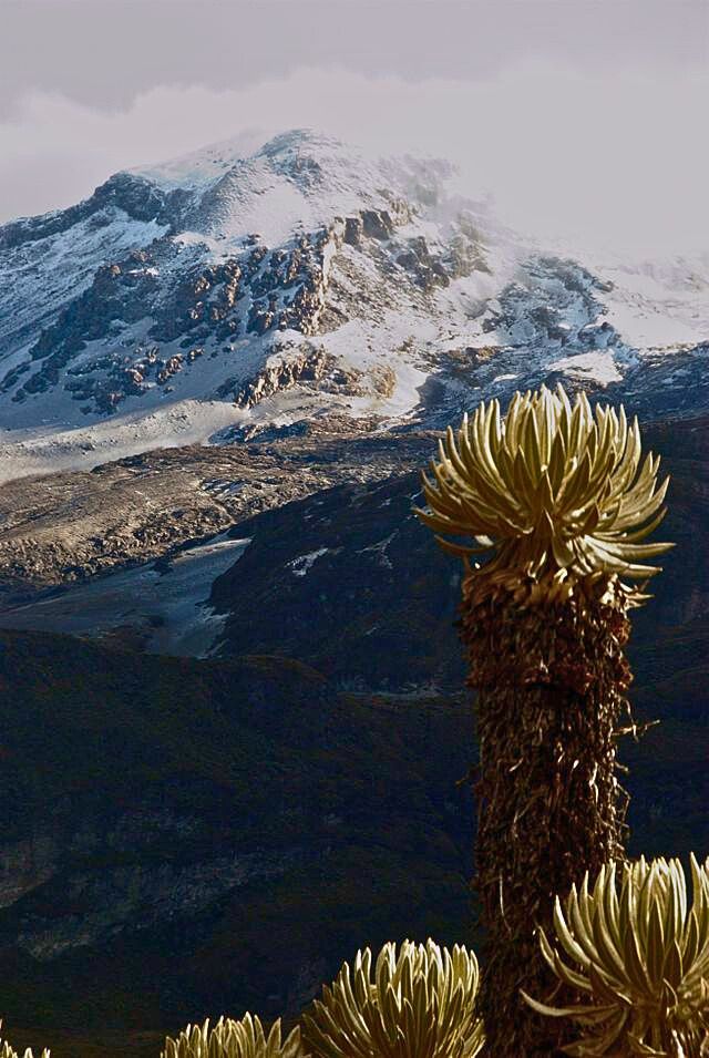 Le frailejon est une espce endemique qui pousse á plus de 3500m`dans les Andes Colombiens