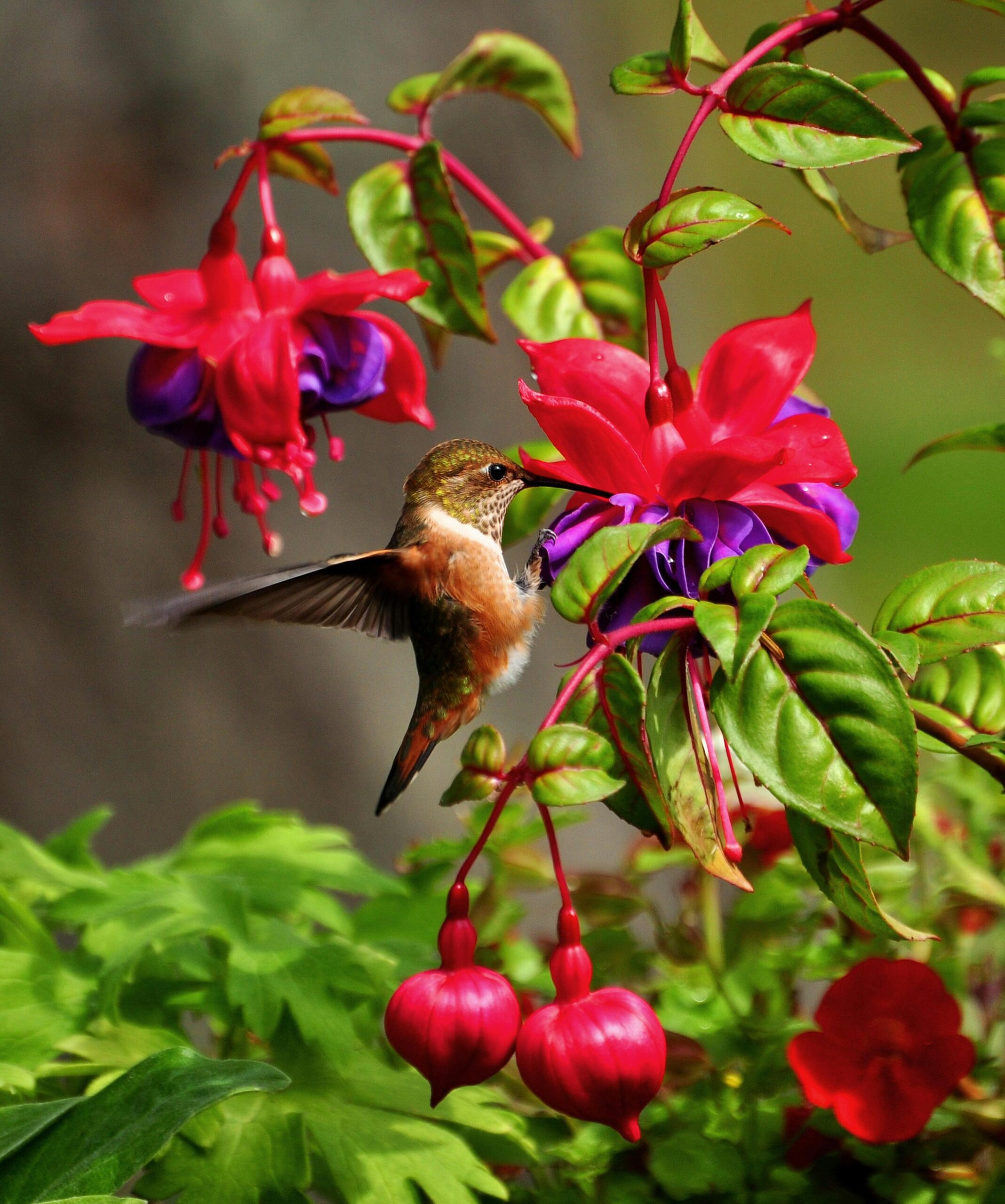 Venez voir les colibris dans son habitat naturel avec Colriders