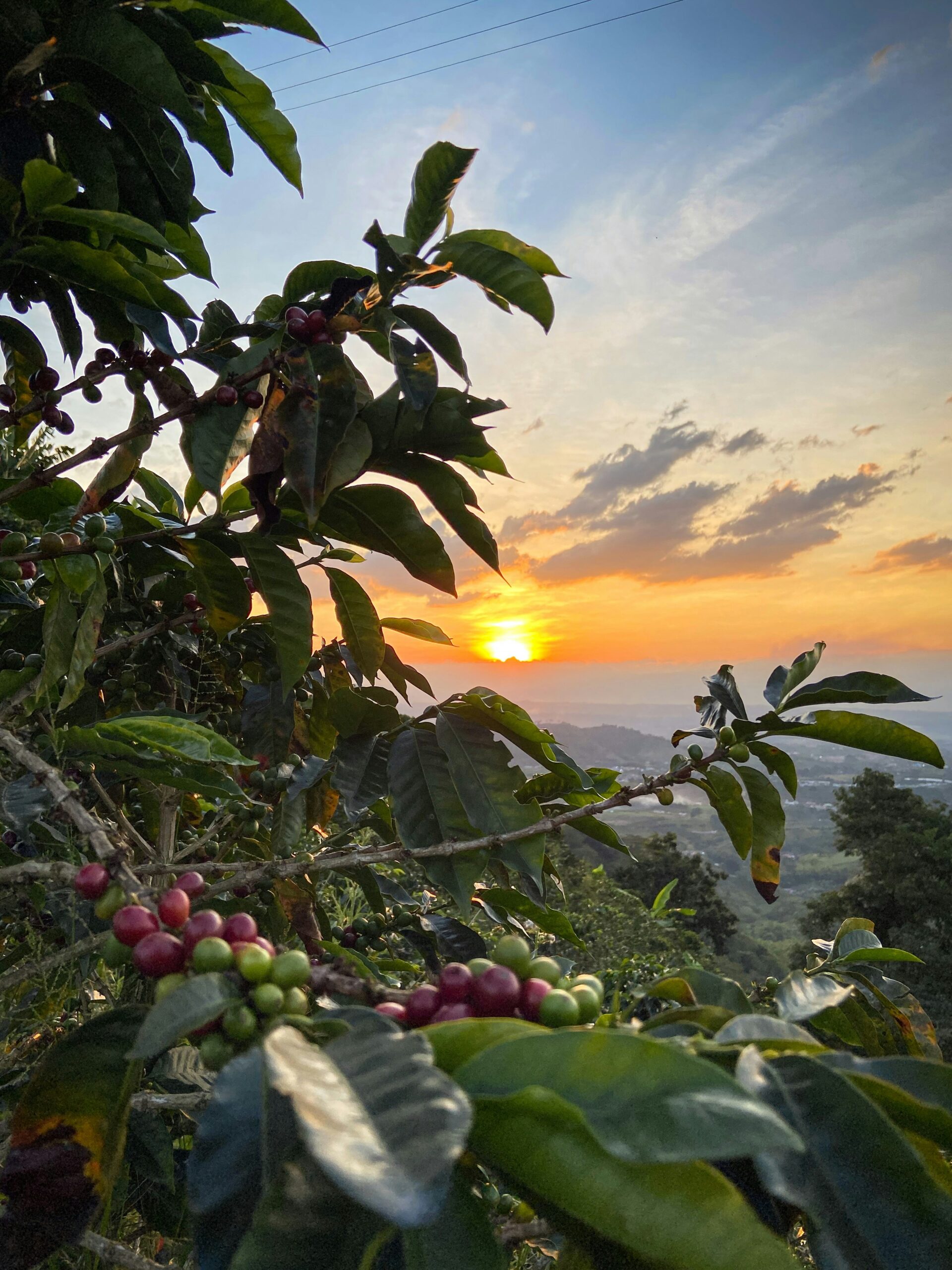 Admirez des montagnes cafetières tout au long de la journée avec Colriders